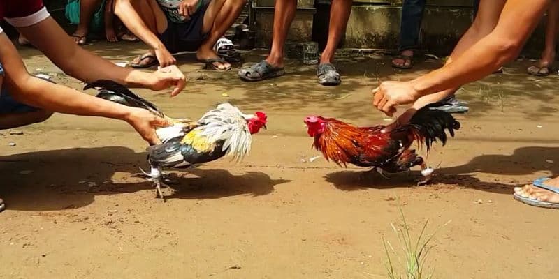 Đá gà cửa sắt tại New88 cách chơi