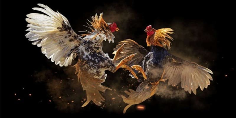 Đá gà Đá gà giới thiệu tổng quan