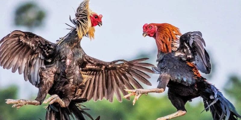 Đá gà Đá gà về cách tham gia cá cược